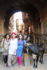 Cow Sacred India