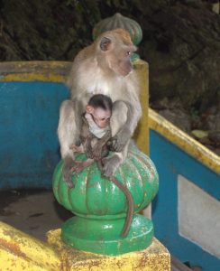 monkey_baby